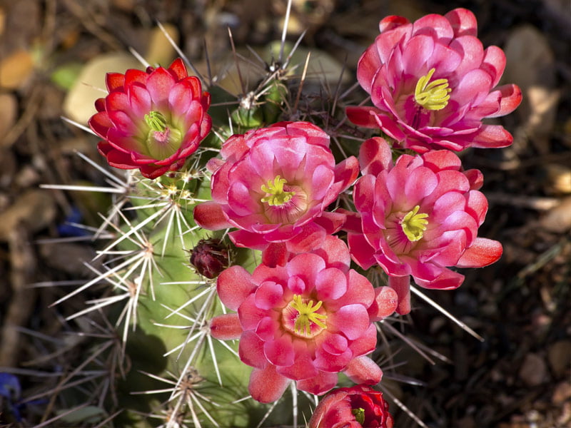 10 Exciting Things To Do In Phoenix, Arizona, US