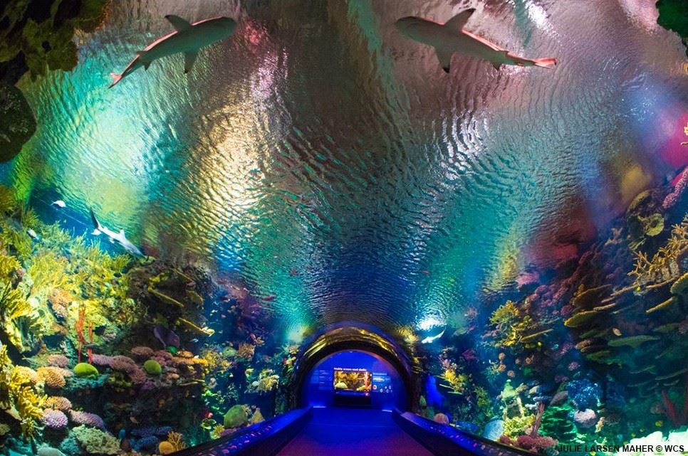 10 Top-Rated Tourist Attractions in New York City, US - New York Aquarium