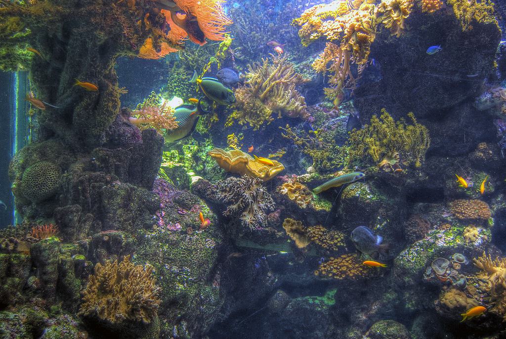 Genoa Aquarium - Pustly.Com