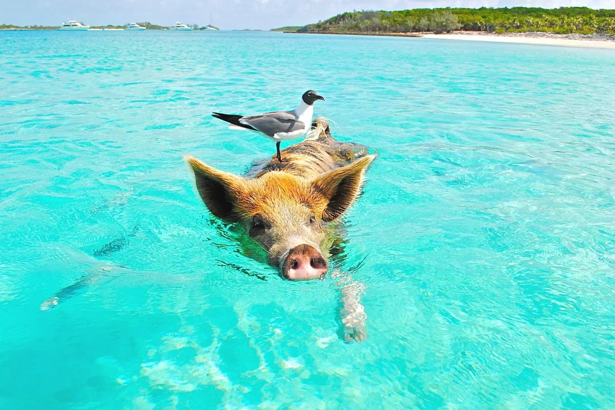 Best Cheap Caribbean Vacations in 2023-2024