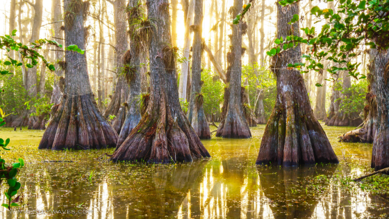 9 Best National Parks in Florida, USA to Visit in 2023-2024