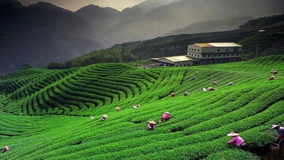 10 Must-Visit Attractions in Darjeeling, INDIA